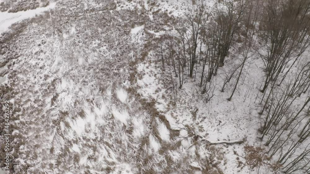 Lonely Frozen Forest From The Ai Lonely Frozen Forest From The Ai