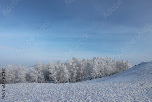 snow covered trees © Alexey