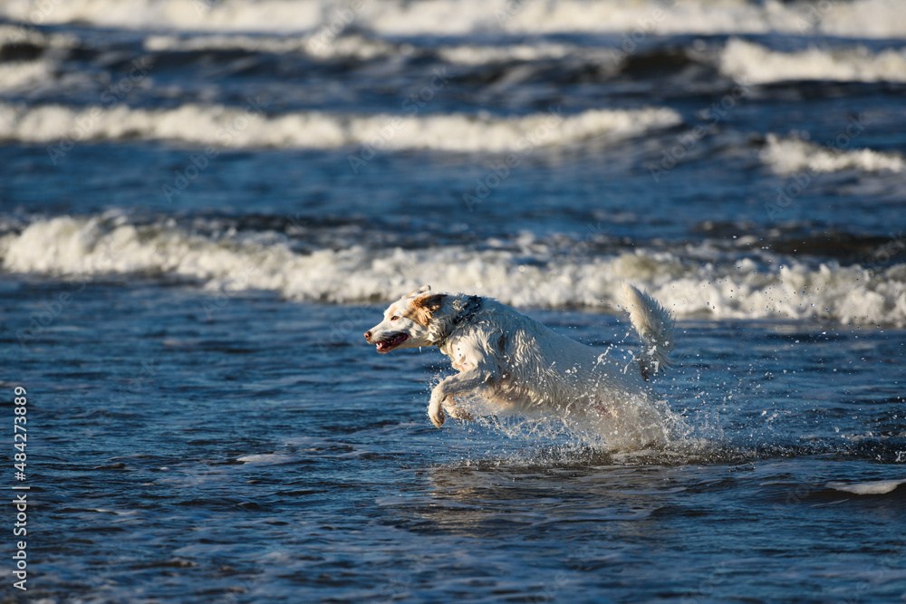 Fototapeta premium White dog bathes in the sea