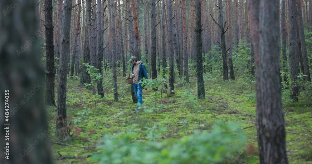A young man fascinated with mushrooming in free time walks through the forest with a basket in hand in search of favorite species of mushrooms, carefully looking for boletuses, chanterelles A young man fascinated with mushrooming in free time walks through the forest with a basket in hand in search of favorite species of mushrooms, carefully looking for boletuses, chanterelles