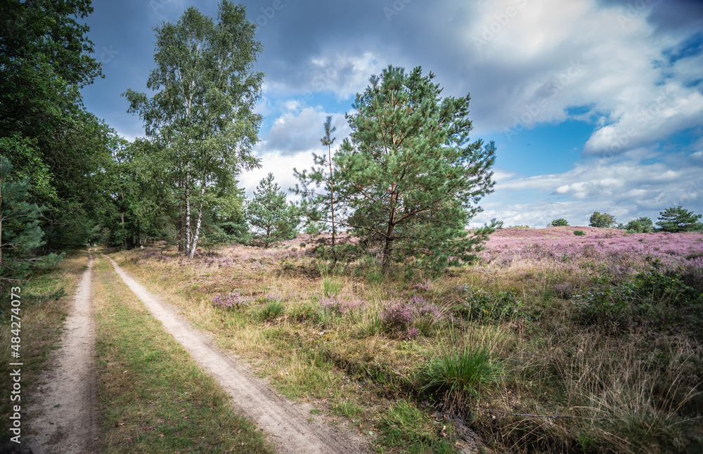 moorland moorland