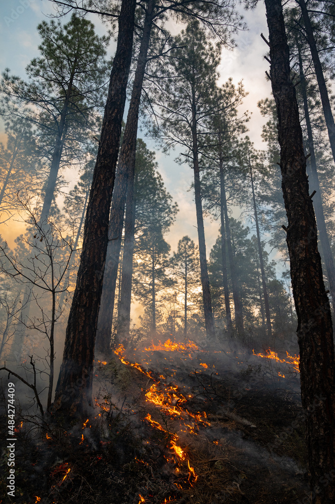 Fototapeta premium controlled wildfire in Prescott national forest