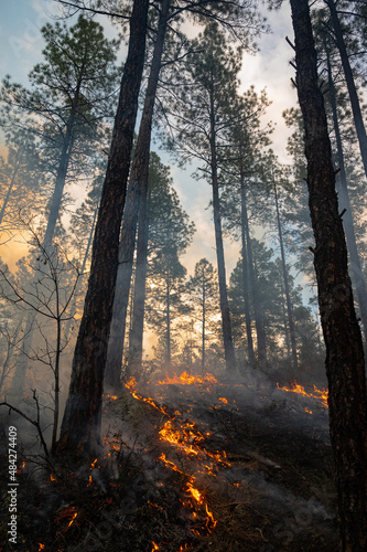 controlled wildfire in Prescott national forest