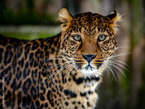 Portrait of a leopard