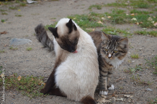 Siamese and tabby cat outside