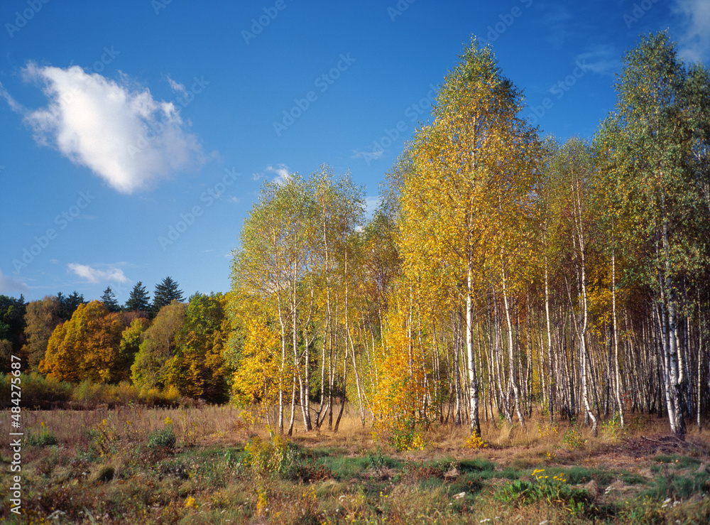 Autumn forest, Park Krajobrazowy Wzniesien Lodzkich, Poland - obrazy, fototapety, plakaty 