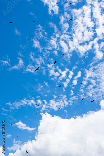 The vultures fly above the Village. At the community of Gamboa next to the amazon river  peru