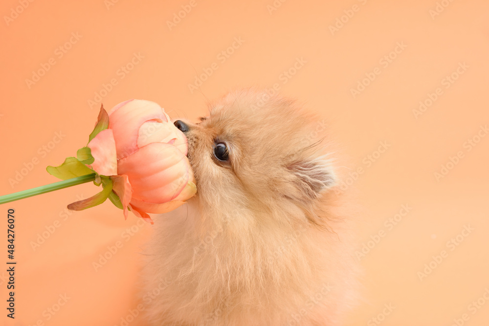 Cute energetic lovely pomeranian puppy with orange background eating flowers