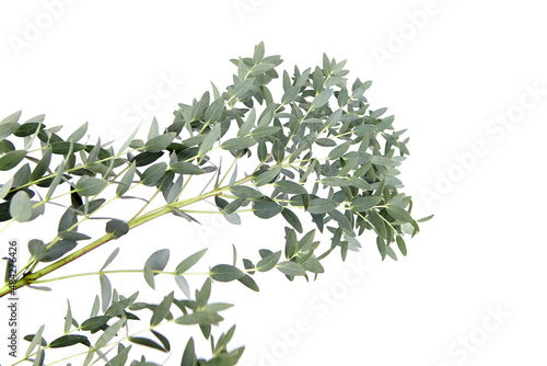 Wallpaper Mural Eucalyptus green leaves and branch floral decoration isolated on white Torontodigital.ca