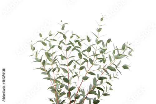 Eucalyptus green leaves and branch floral decoration isolated on white