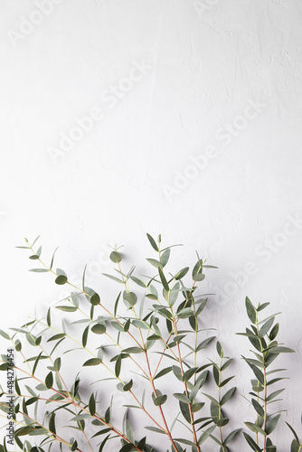 Fototapeta Naklejka Na Ścianę i Meble -  Eucalyptus green leaves and branch floral decoration on grey concrete background