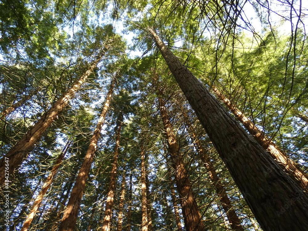 Fototapeta premium trees in the forest