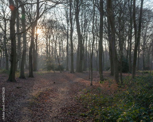 Low sun in the forest shining through trees