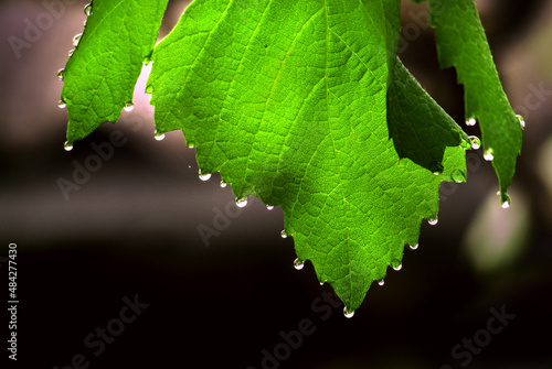  transparent green leaf of grapes with water drops on the edges