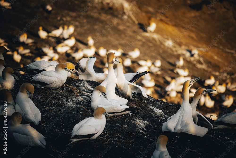 Obraz premium A gannet couple nesting on a cliffside amongst a colony of other gannets