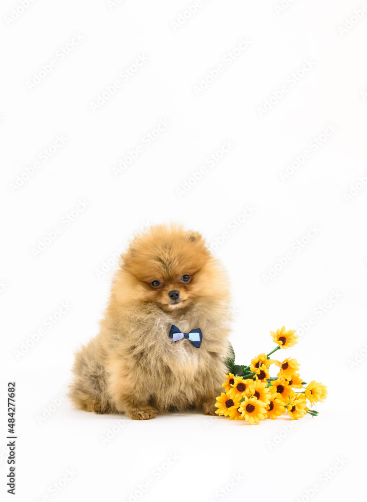 Cute confused gentleman pomeranian puppy with white background with flowers wearing bowtie