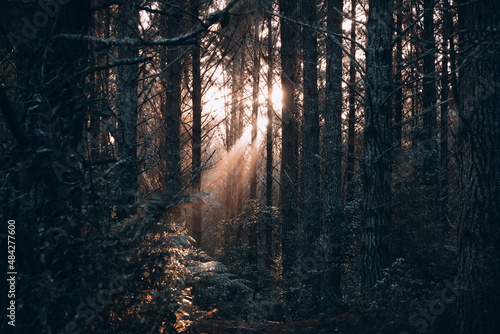 Golden sunlight rays illuminating part of a forest and peaking through trees and branches