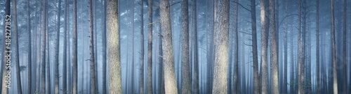 Canvas Print Panoramic view of the majestic forest in a fog