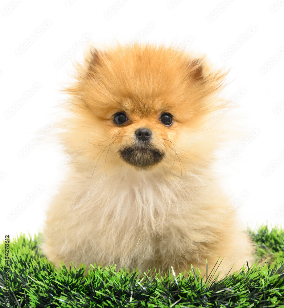 Cute confused lovely pomeranian lady puppy stepping out from green conifer circle in white background