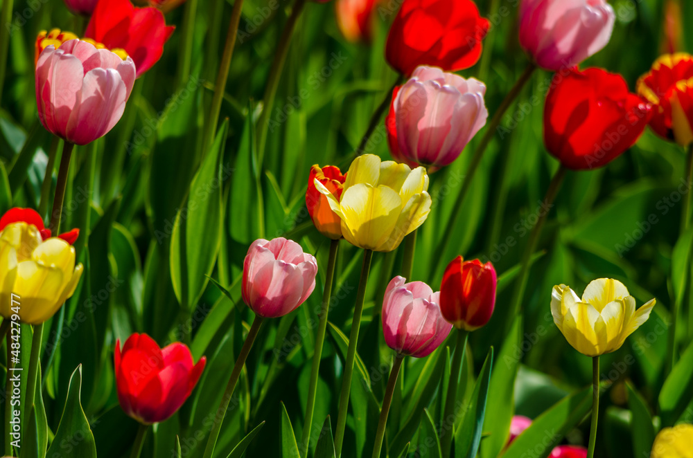 yellow tulip among red tulips in a flower bed