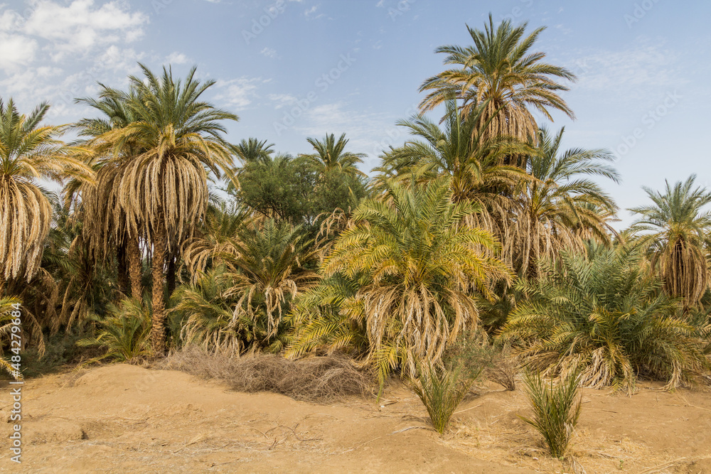 Palms along river Nile near Abri, Sudan