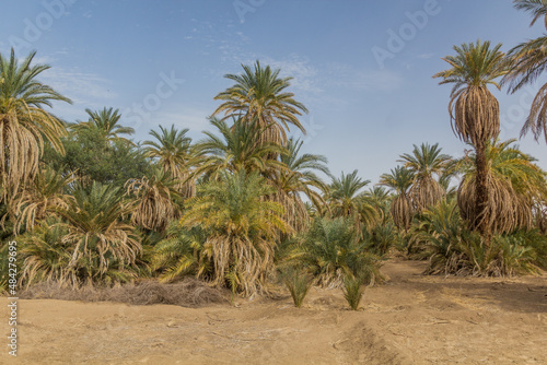 Palms along river Nile near Abri, Sudan