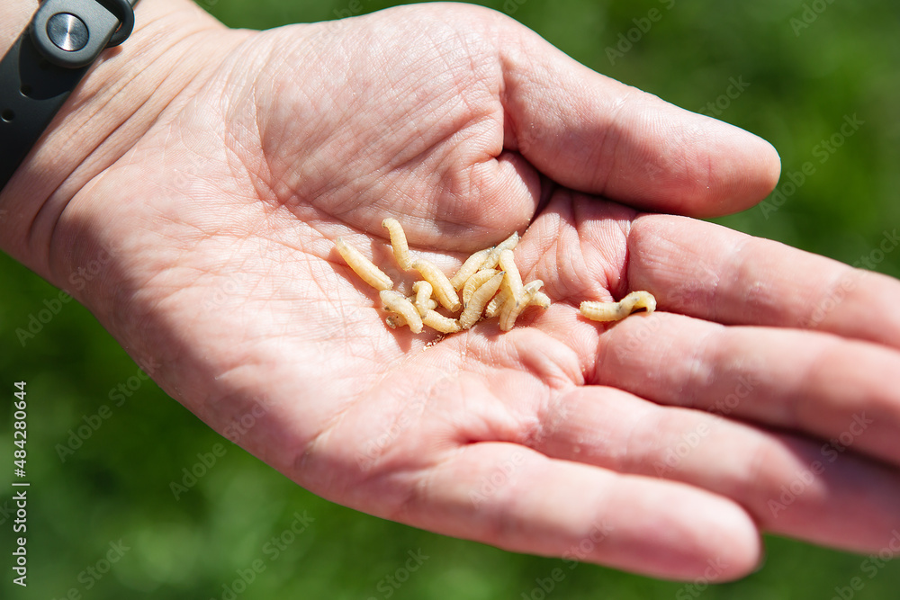 Live maggot larvae in a man's hand. Food for fish. The concept of men's recreation on a fishing trip. Live maggot larvae in a man's hand. Food for fish. The concept of men's recreation on a fishing trip.
