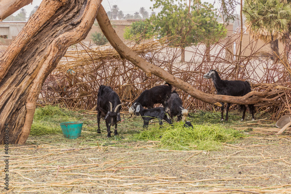 Sheep enclosure in a Nubian village on a sandy island in the river Nile near Abri, Sudan Sheep enclosure in a Nubian village on a sandy island in the river Nile near Abri, Sudan