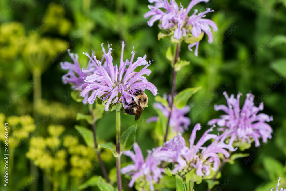 Bumblebee on Bee balm (Lamiaceae) Bumblebee on Bee balm (Lamiaceae)