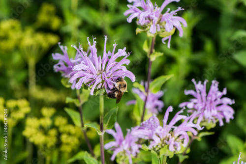 Bumblebee on Bee balm (Lamiaceae) photo