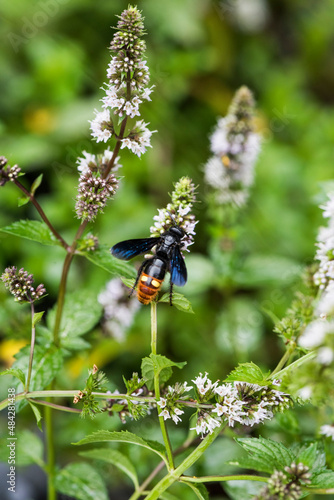 Blue winged wasp (Scolia dubia) feeding on mint flowers