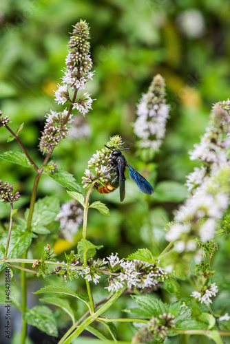 Blue winged wasp (Scolia dubia) feeding on mint flowers photo