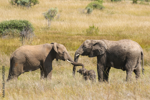 African Bush Elephant  Pilanesberg National Park