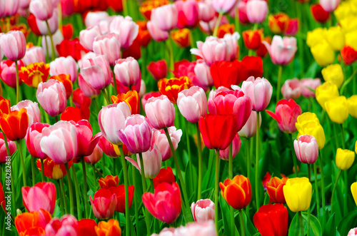 pink tulips in the field during the day