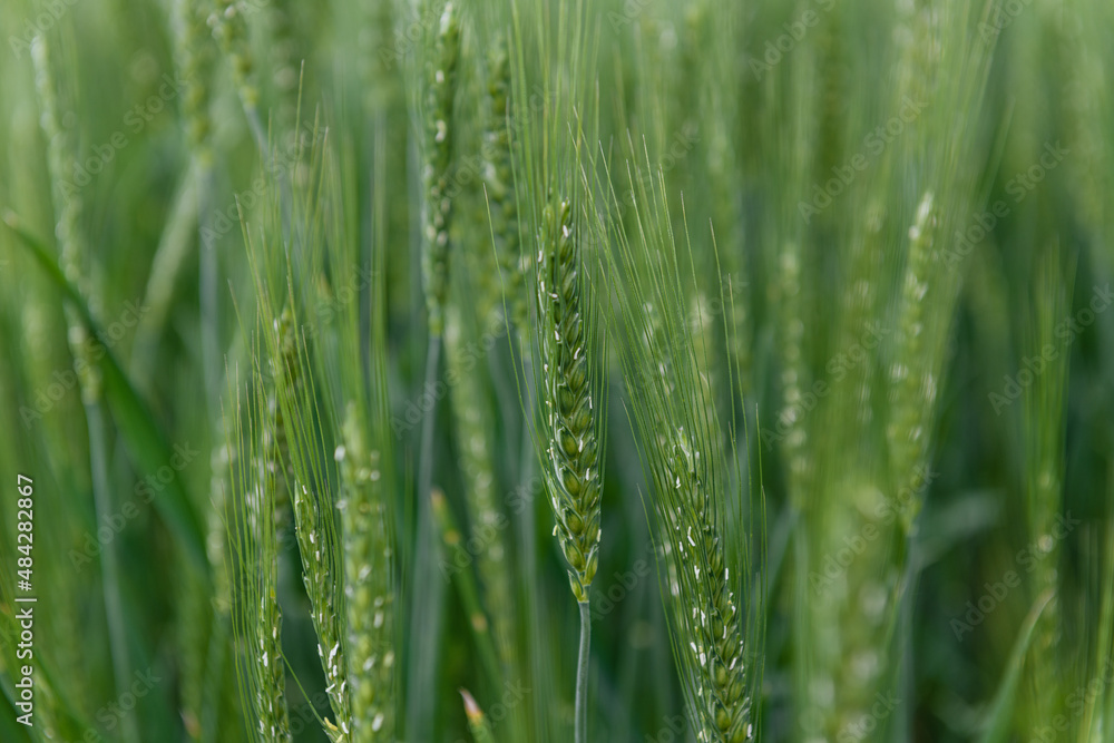 Young green spikelets of wheat. focus on one spikelet