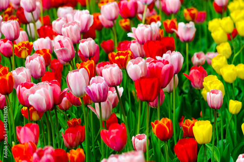 field of red and pink tulips on a sunny day