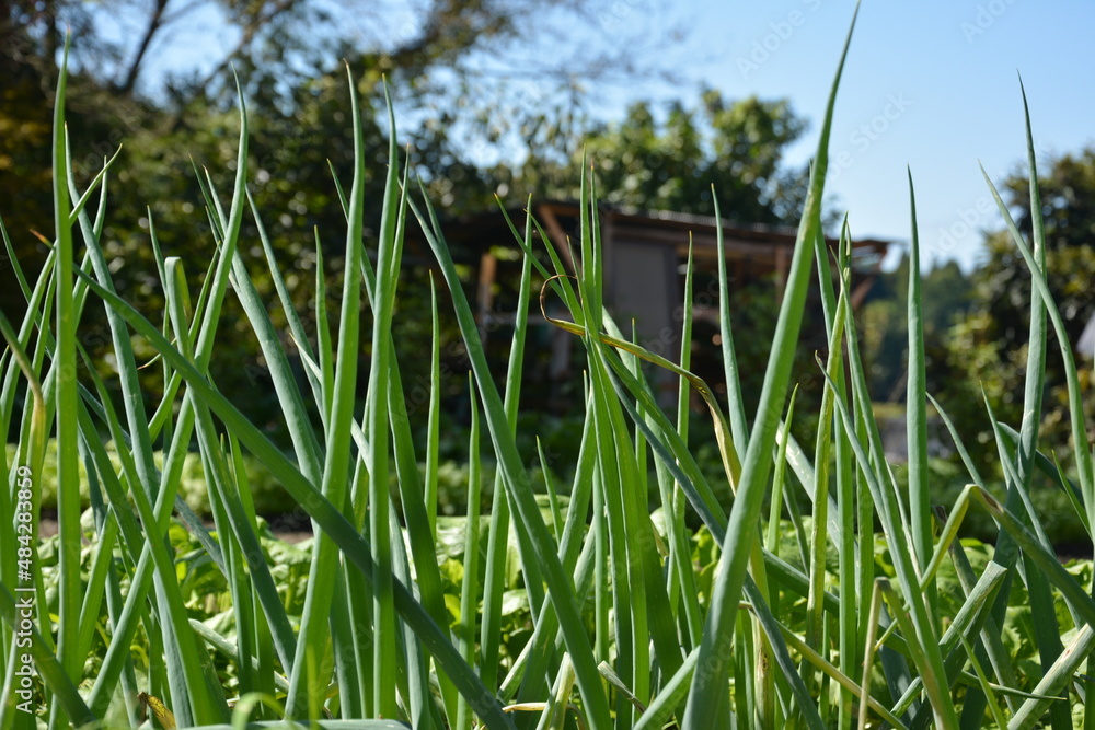 Fototapeta premium ネギ畑