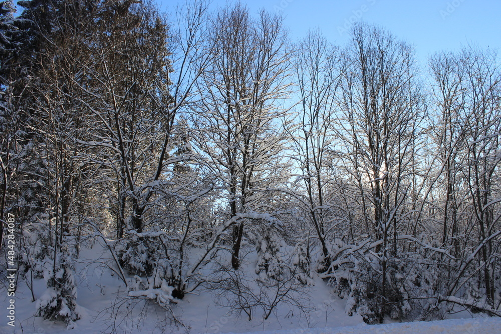 trees in the snow, winter landscape, snow covered trees in the forest trees in the snow, winter landscape, snow covered trees in the forest