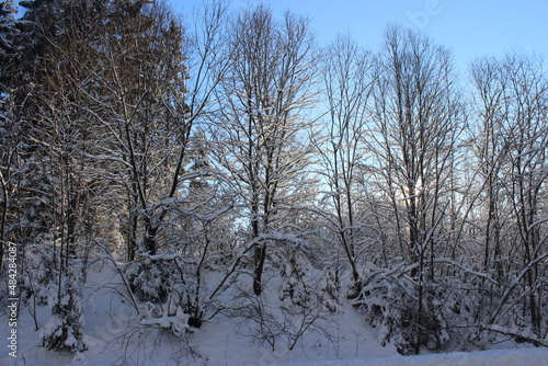 trees in the snow, winter landscape, snow covered trees in the forest