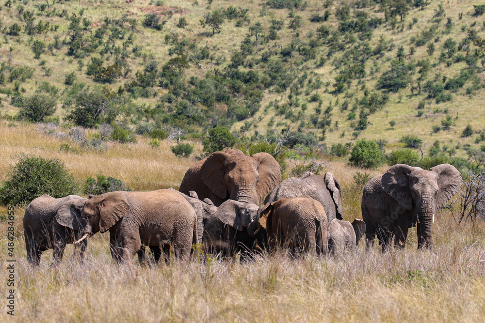 African Bush Elephant, Pilanesberg National Park African Bush Elephant, Pilanesberg National Park
