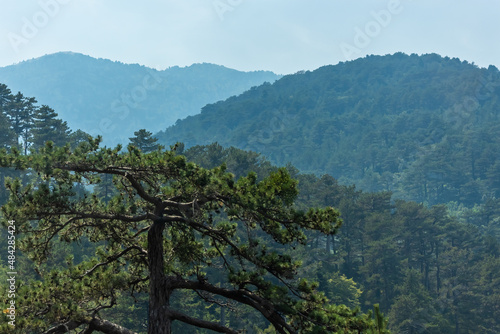 Beautiful view of forest in the mountains Albania