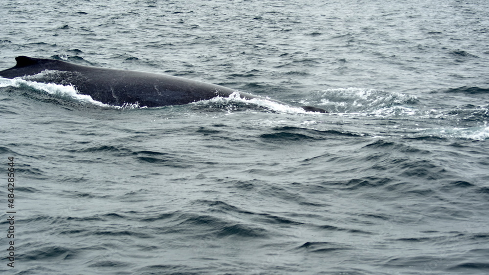 Dorsal fin of a humpback whale in Machalilla National Park, off the coast of Puerto Lopez, Ecuador Dorsal fin of a humpback whale in Machalilla National Park, off the coast of Puerto Lopez, Ecuador
