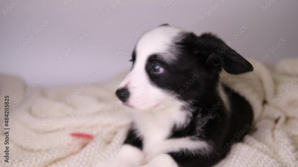 Small puppy welsh corgi cardigan lies on white blanket and playing with red heart. confetti hearts rain down on the dog Adorable domestic cute pets concept. Valentines Day dog Small puppy welsh corgi cardigan lies on white blanket and playing with red heart. confetti hearts rain down on the dog Adorable domestic cute pets concept. Valentines Day dog