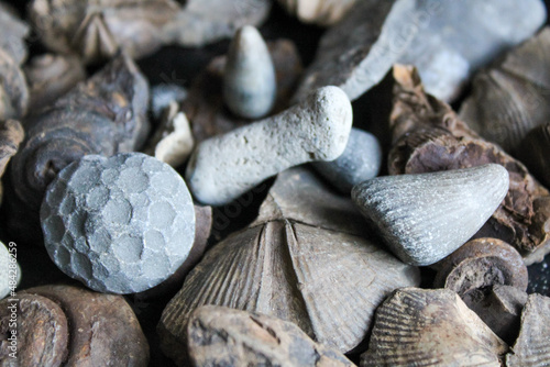 Fossils of Many Species Piled Together photo