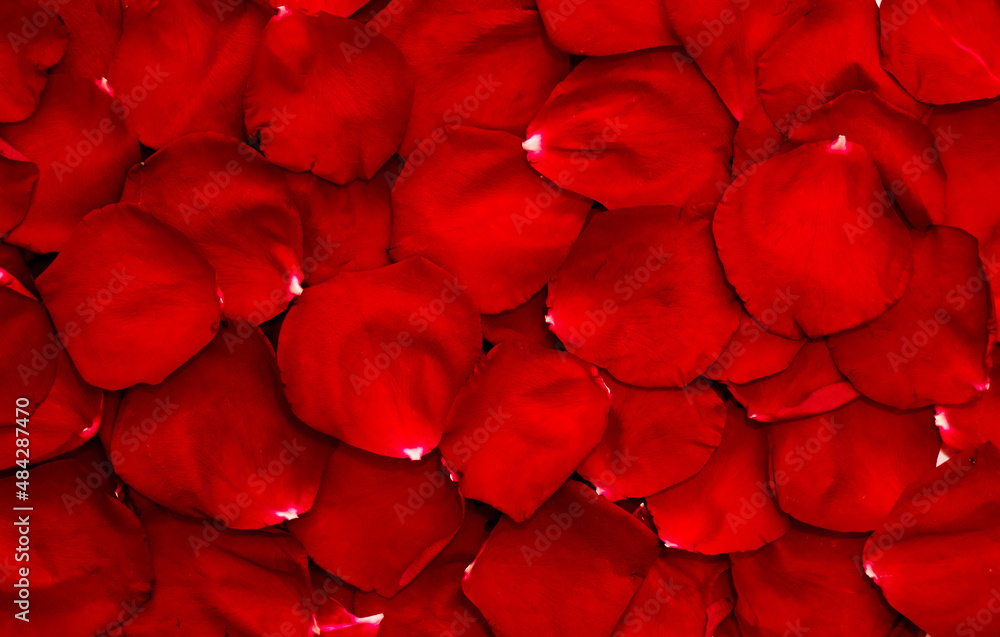 Floral background of red petals of roses flowers Floral background of red petals of roses flowers