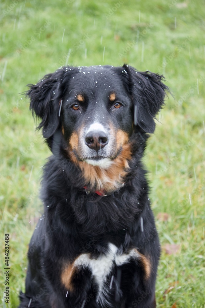 bernese mountain dog