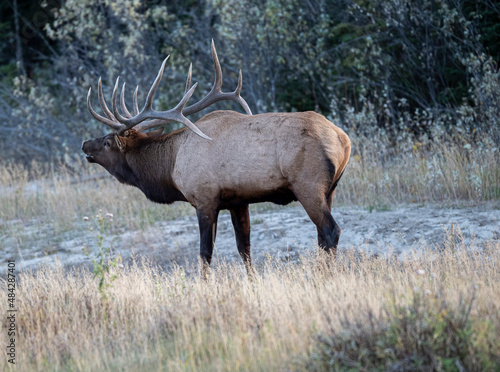 Bull Elk (Wapiti), (Cervus canadensis) guarding his harem of cows, Bow River, Canmore, Alberta, Canada, © PL-Pix