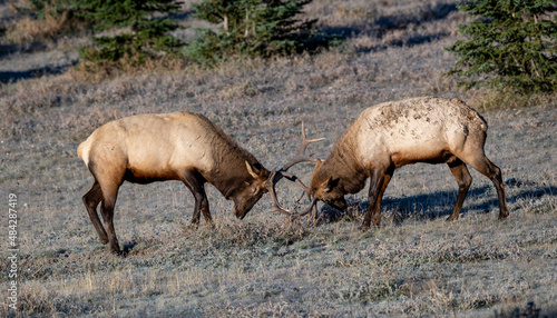 Two young Bull Elk  Wapiti    Cervus canadensis battling for dominance on a fall morning  Minnewanka loop  Banff National Park  Alberta  Canada 