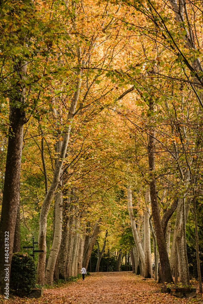 Beautiful autumn forest trees with yellow leaves