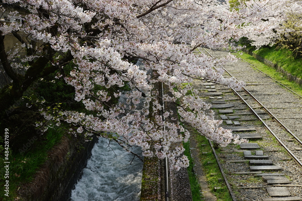 Spring landscape of KEAGE INCLINE with cherry blossom